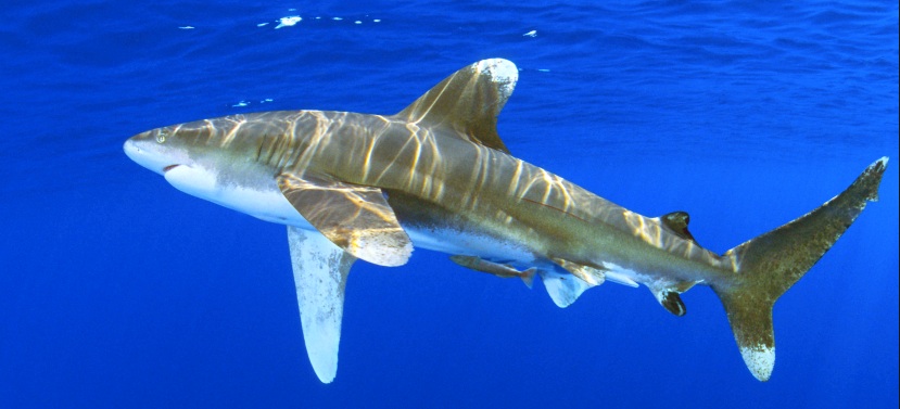 Oceanic White tip