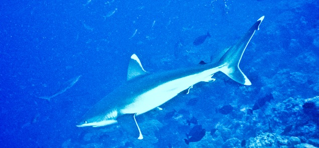 Silvertip Shark