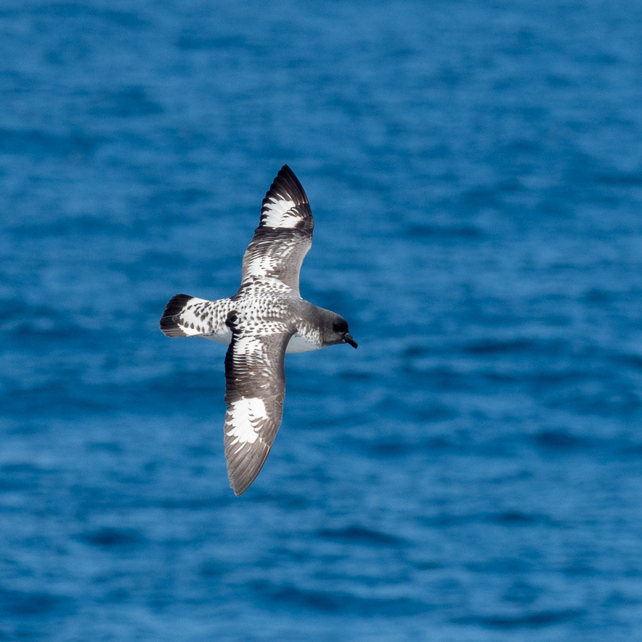 Cape Petrel
