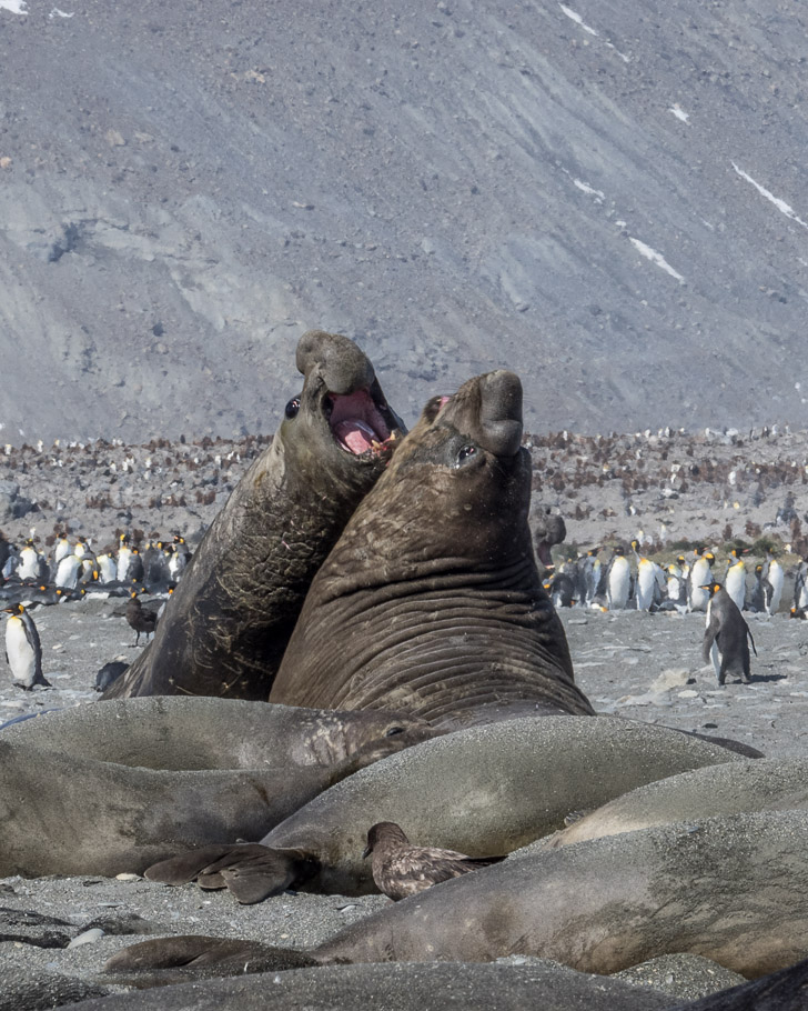Fighting Elephant Seal Bulls at St Andrews Bay - South Georegia