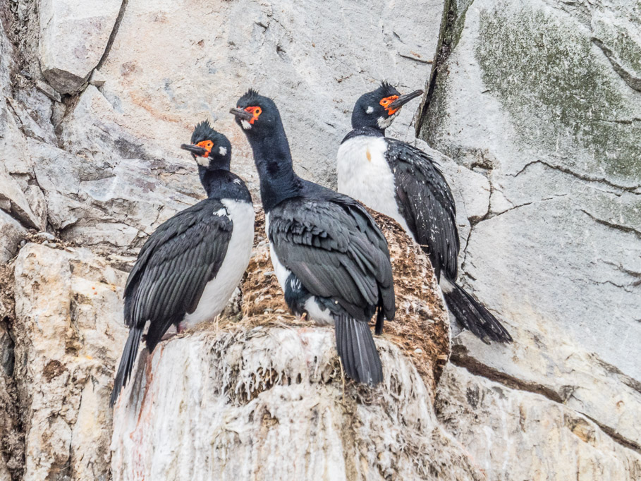 Red Eye Comorants - Beagle Channel