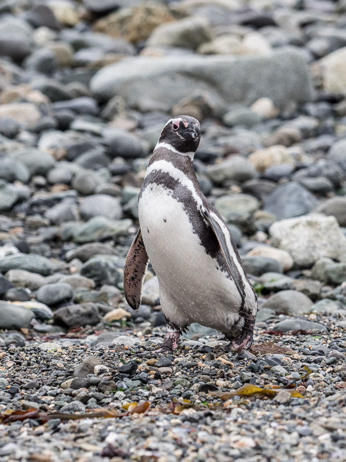 Magellanic Penguin - Magdelena Is, Patagonia