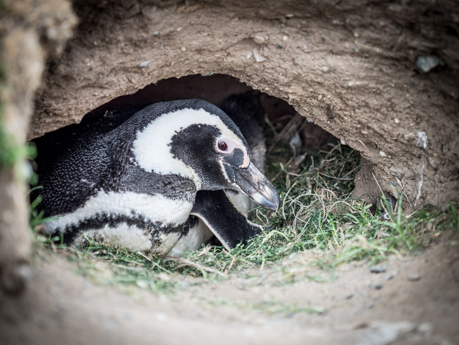 Nesting Magellanic Penguin at Magdalena Is - Patagonia