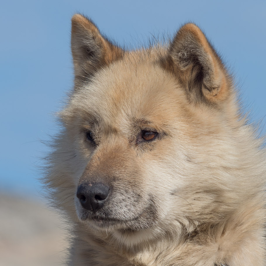 Sled Dog 1 - Ilulissat