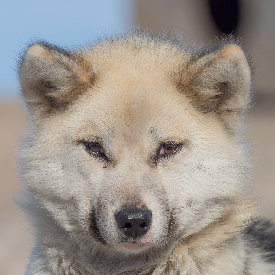 Sled Dog 3 - Ilulissat