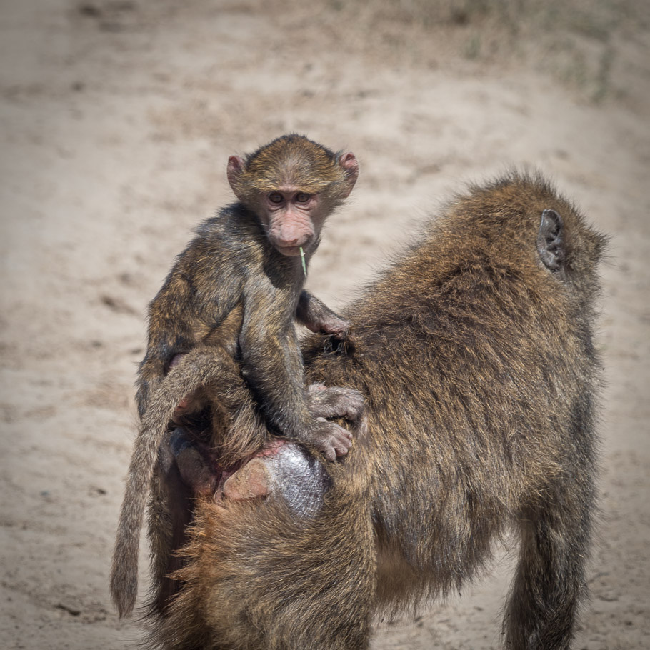 Baby Baboon hitching a Ride - Lake Nakuru National Park