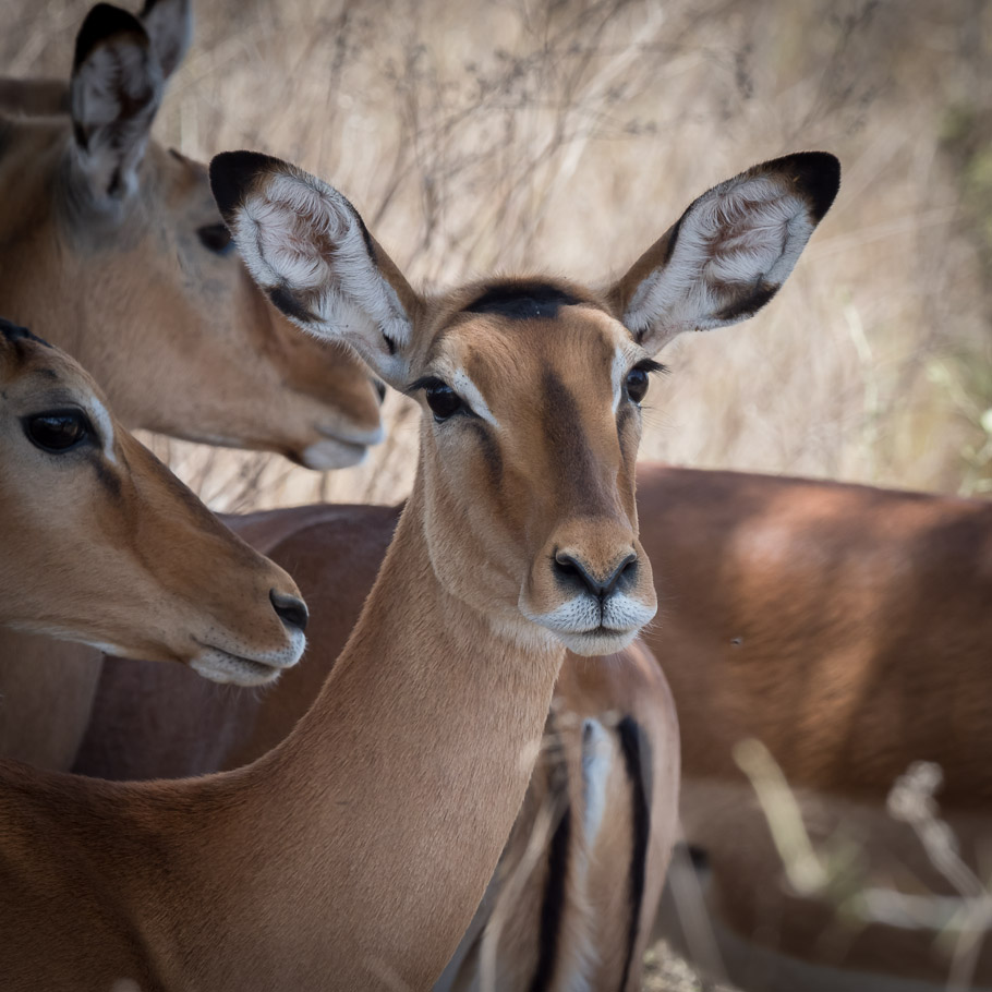 Impala - Lake Nakuru National Park