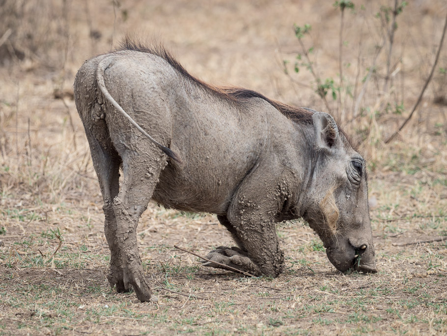 Warthog Grazing - Lake Nakuru National Park