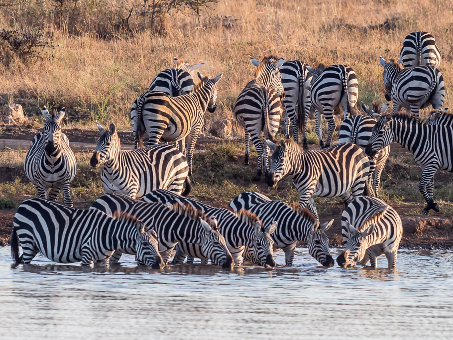 Zebras in Morning Light - Nairobi National Park