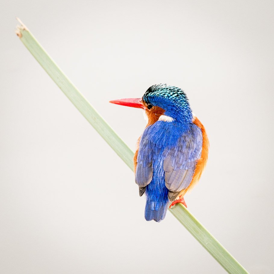 Malachite Kingfisher - Nairobi National Park