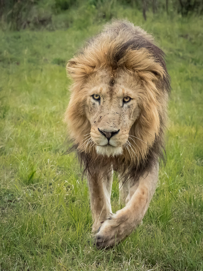 Lion Approaching  - Maasai Mara