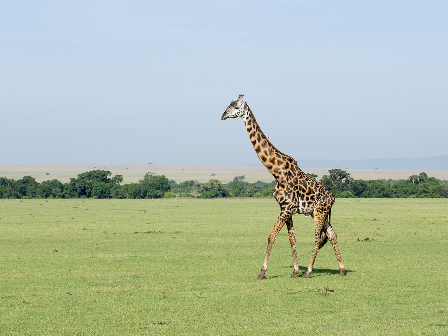 Giraffe in Space - Maasai Mara