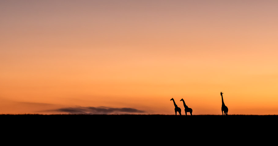 Dawn Skyline with Giraffe - Maasai Mara