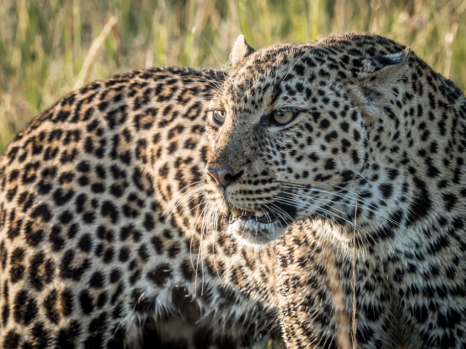 Angry Aluka the Leopard - Maasai Mara