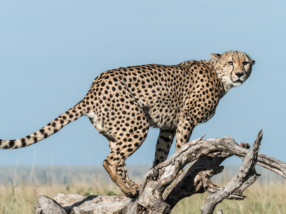 Cheetah on a Treestump - Maasai Mara