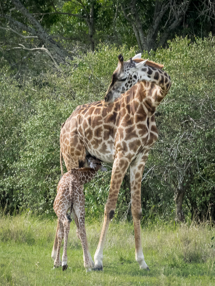 Giraffe Mother and Baby - Maasai Mara