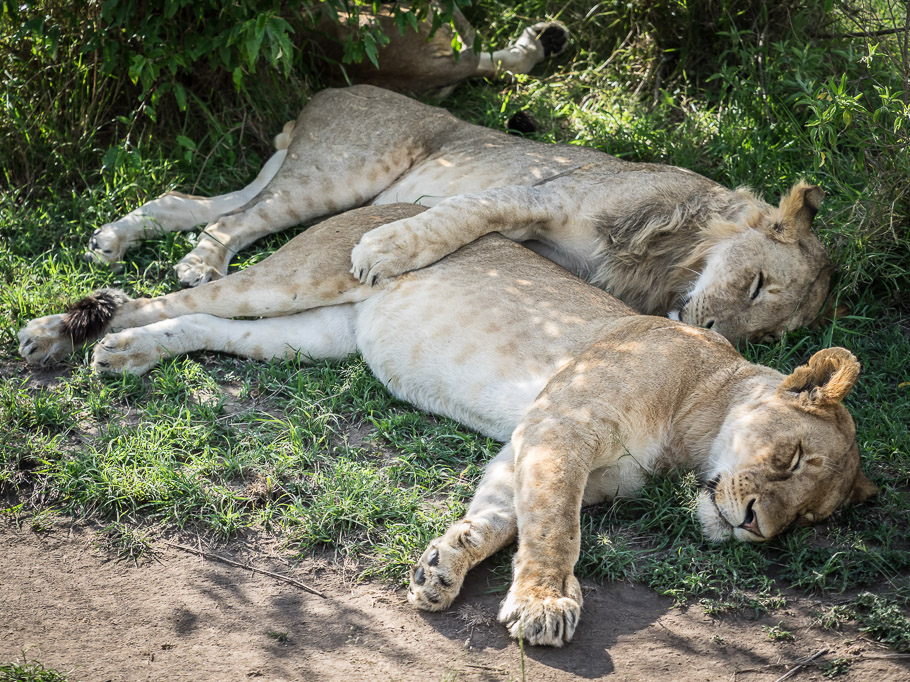 Sibling Love - Maasai Mara