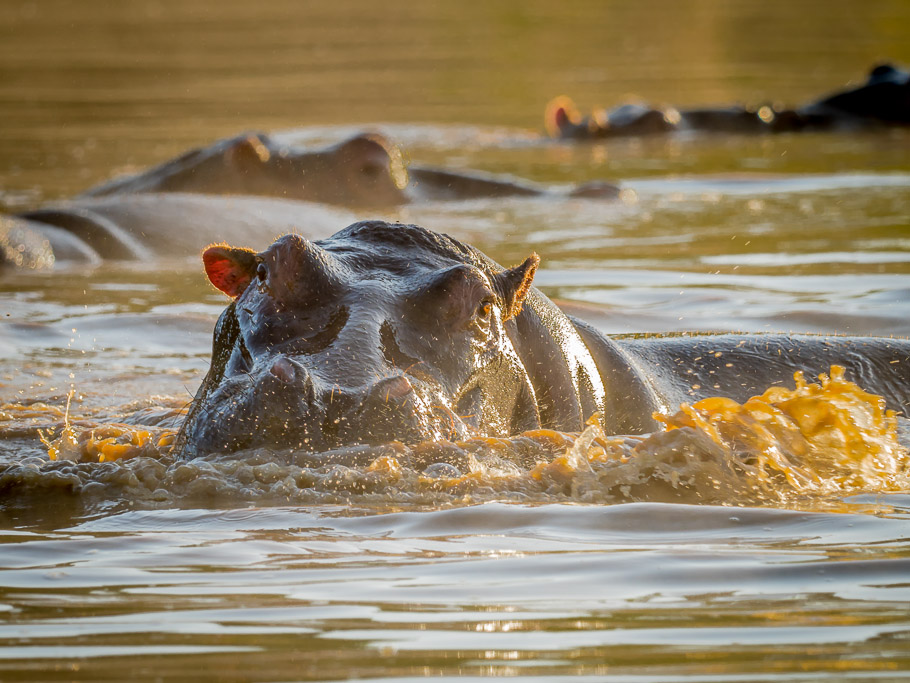 Trouble - Maasai Mara