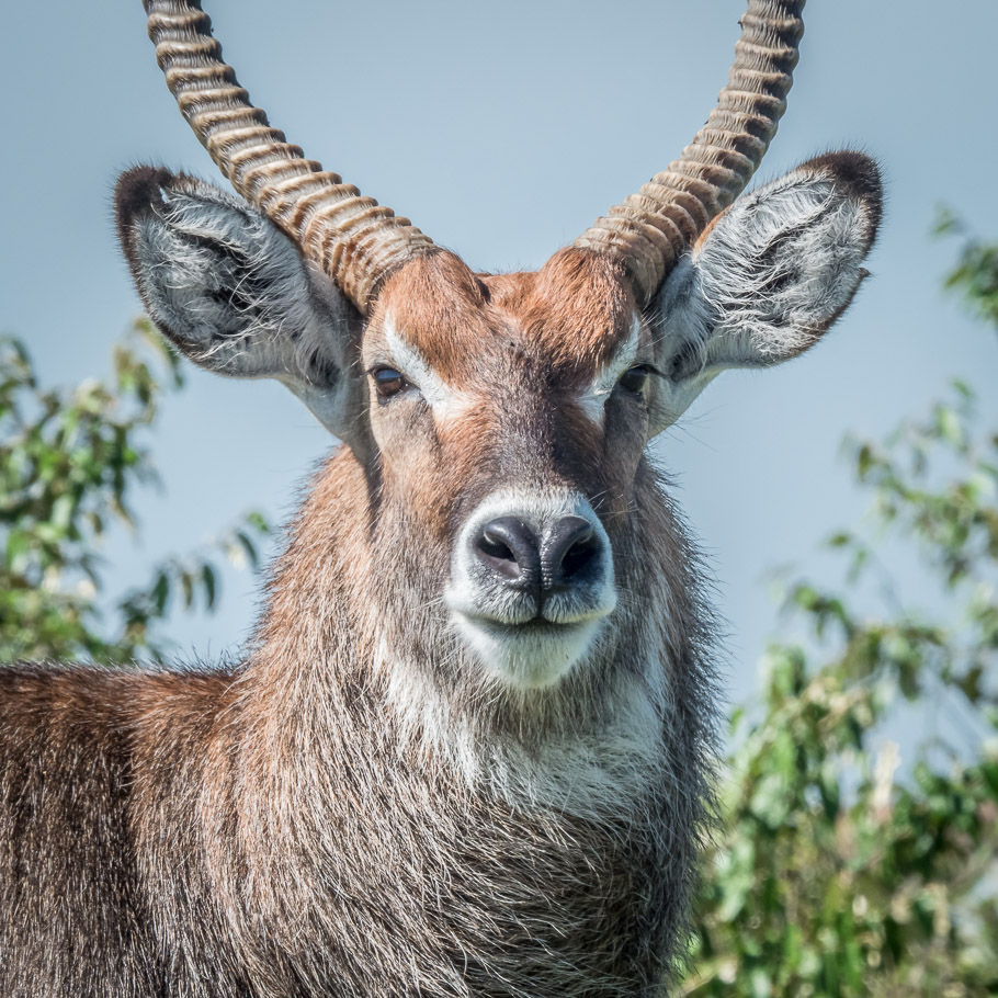 Waterbuck Portrait - Maasai Mara