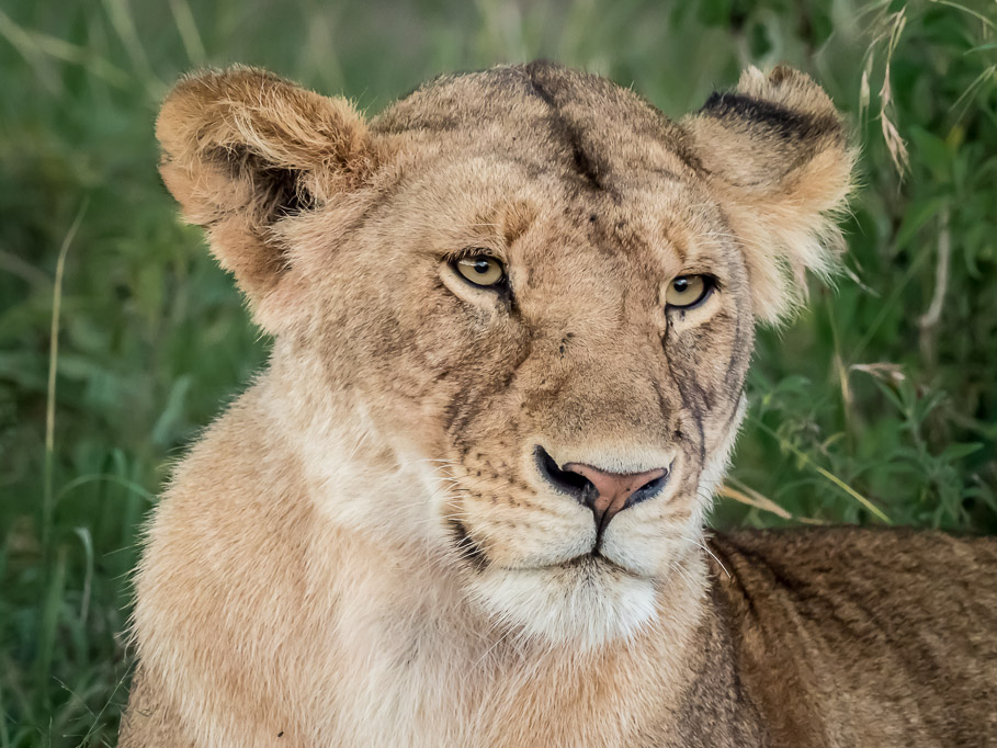 Lioness in Contemplation - Maasai Mara