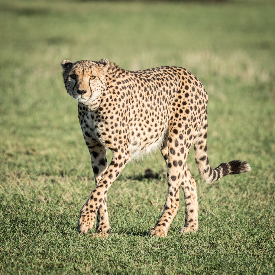 Cheetah - Maasai Mara