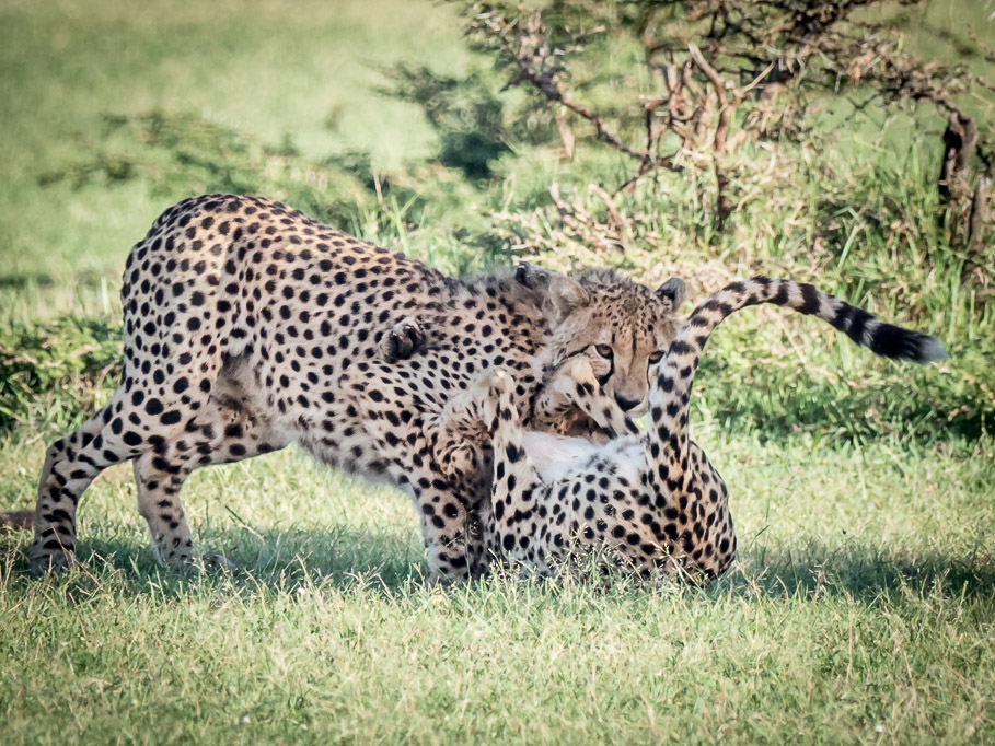 Young Cheetahs at Play - Maasai Mara