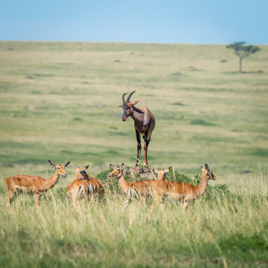 Topi Sentry and Impala - Maasai Mara