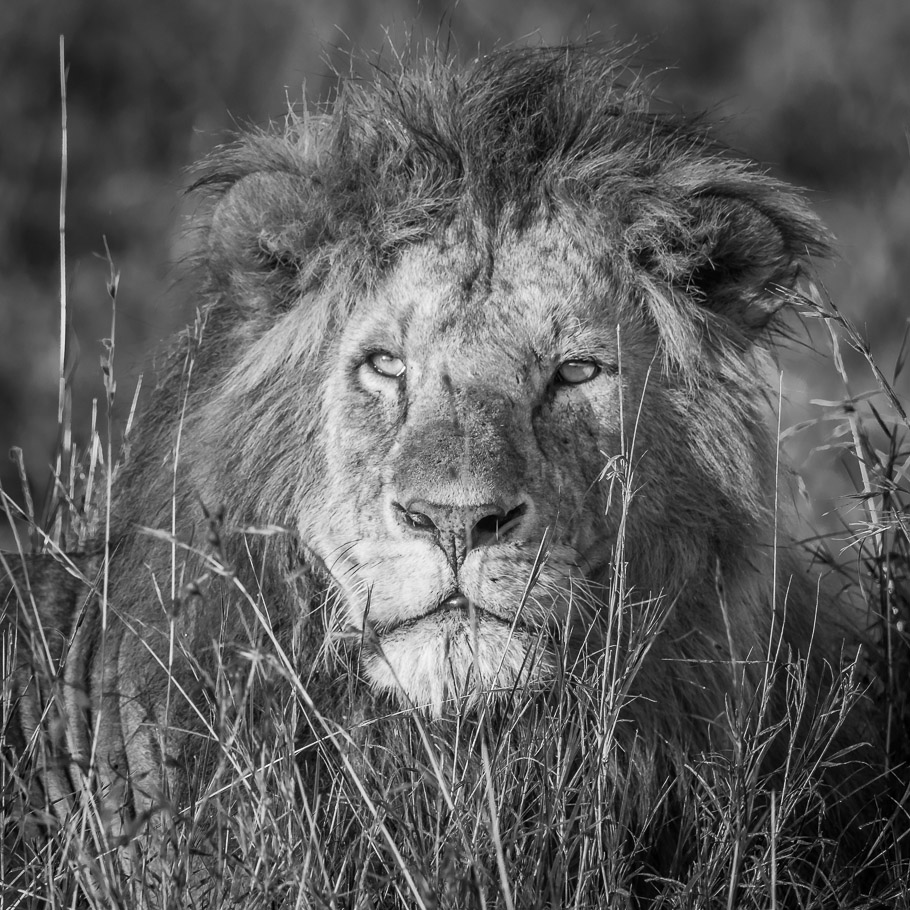 Lion in Monochrome - Maasai Mara