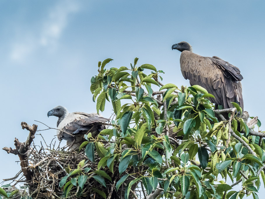 Nesting Ruppells Vultures - Maasai Mara