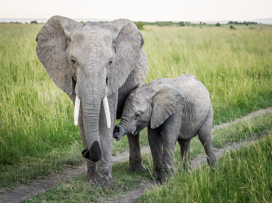 Elephant and Baby - Maasai Mara