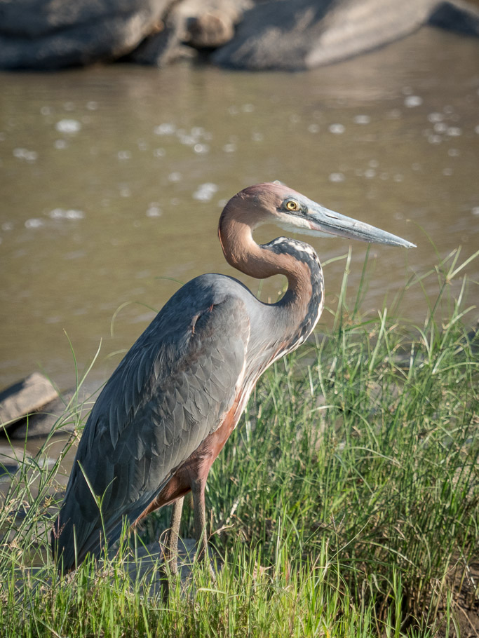 Goliath Heron - Maasai Mara