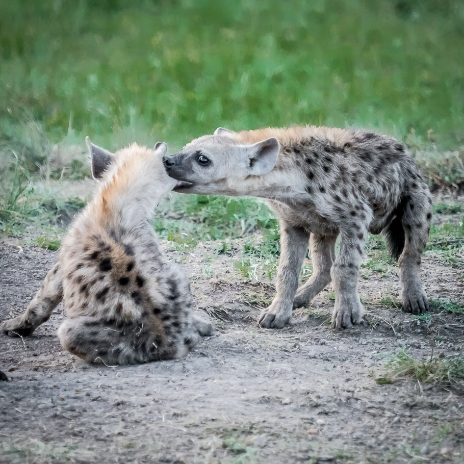 Hyena Cubs at Play - Maasai Mara