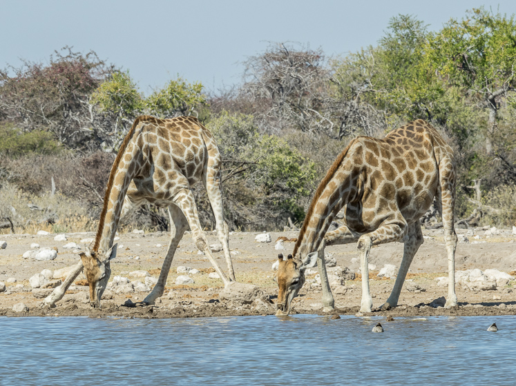 Giraffe Drinking Styles