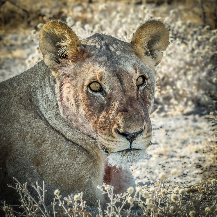 Lioness with Blooded Face