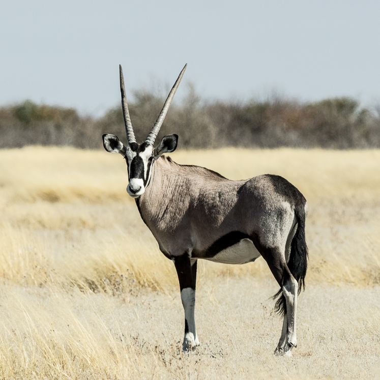 Gemsbok - Etosha National Park