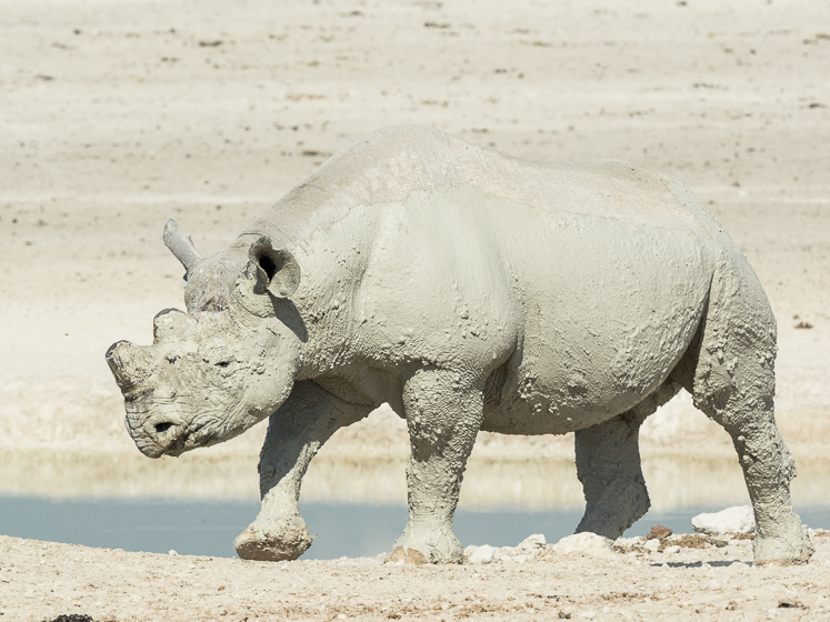 Muddied Black Rhino - Etosha National Park