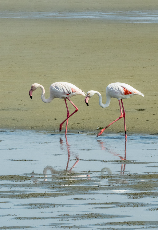 Flamingos in Step - Walvis Bay