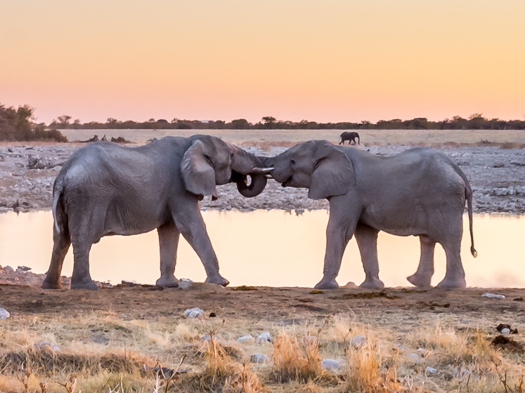 Sibling Rivalry at Okaukuejo Waterhole