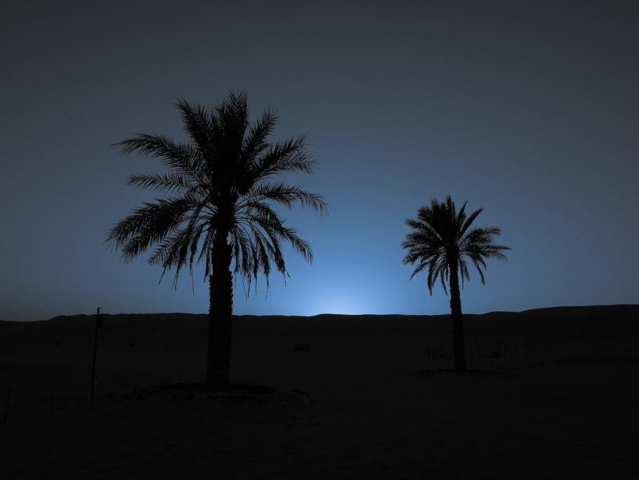 Palm Trees in the Dawn at Wahiba Sands - Oman