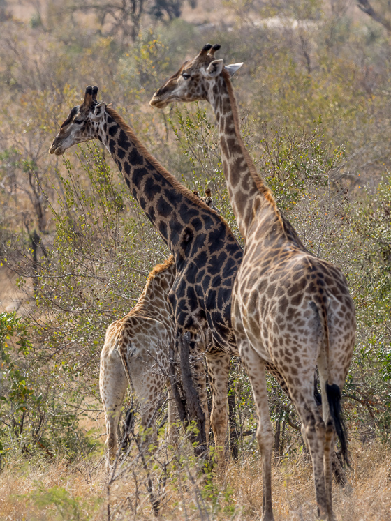 Departing Giraffe