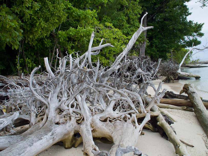 Storm skeletons - Auri Island