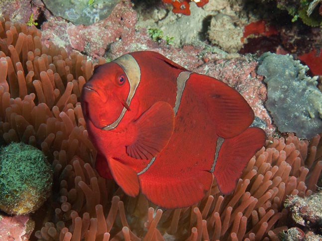 Tomato anemonefish - Bunaken Timor, Sulawesi, Indonesia