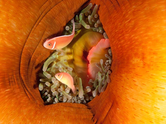 'Just Browsing' - Akes Reef, PNG