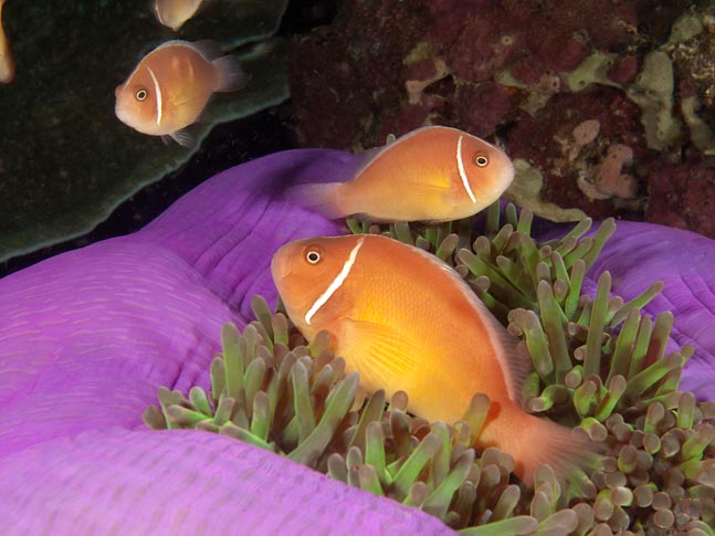 Pink Anemonefish - Akes Reef, PNG