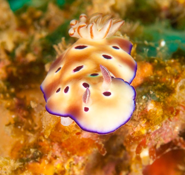 Leopard Chromodoris - Nudi Falls, Sulawesi, Indonesia