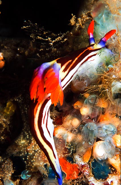Purple-lined Nembrotha - Indonesia