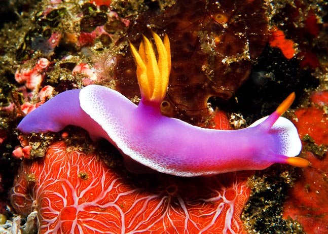 Giant Hypselodoris - Komodo, Indonesia