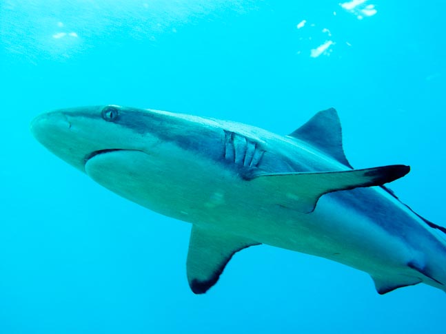'A passing stare' - Belindas Reef, PNG