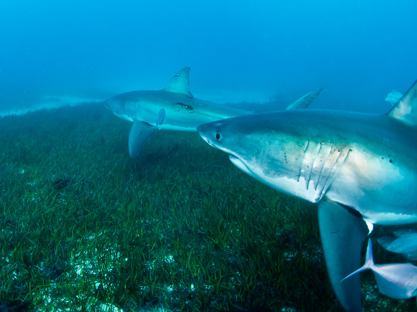 Competitors - South Neptune Islands