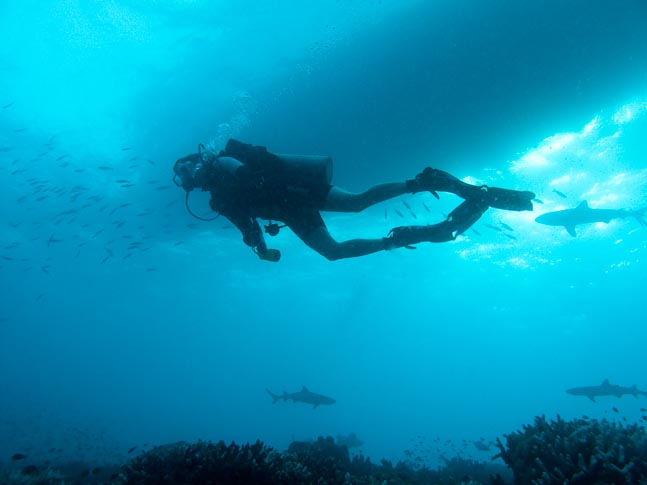 Aleisha and Sharks - Kilibobs Knob, PNG